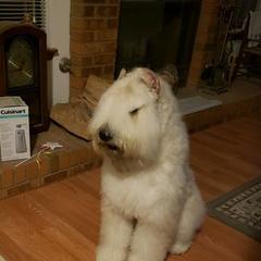 Bouvier des Flandres from Arlene Frantz