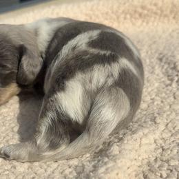 Valentino - Dapple male Dachshund puppy in Vero Beach, Florida from Joseph’s Dachshunds