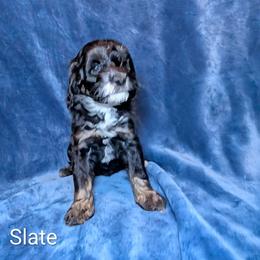 Slate - Black and white male Cockapoo puppy in Sunset, Louisiana from Cano Cockapoos