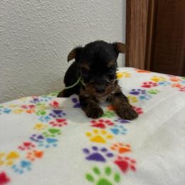 Rhett - Tri-color male Yorkipoo puppy in Brookings, South Dakota from Hofer Pups