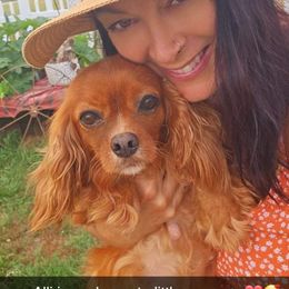 Allura - Cavalier King Charles Spaniel