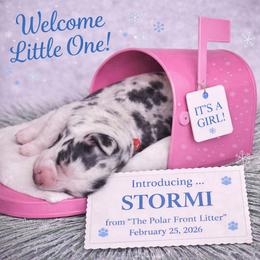 Stormj - Blue merle female Australian Shepherd puppy in Dalton, Georgia from Furtabulous Paws Australian Shepherds & Border Collies