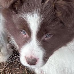 Noname 2 - Red male Border Collie puppy in New Franklin, Ohio from Whipple Farms