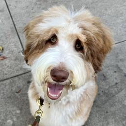 Aussiedoodle and Australian Shepherd Puppies from Junipersdoodles