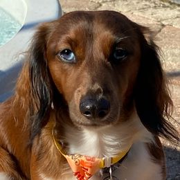 Kody - Dachshund