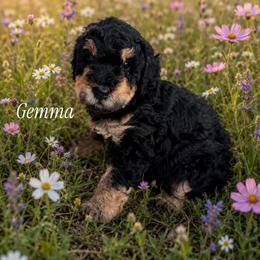 Gemma - Phantom female Poodle puppy in Waco, Texas from Poodle Paradise