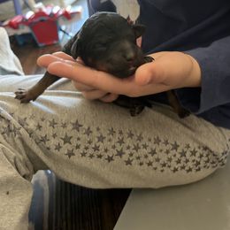Poodle Puppies from Red Paw Farm