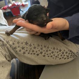 Poodle Puppies from Red Paw Farm