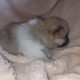 Max - Orange parti male Pomeranian puppy in Tucson, Arizona from Kristy's Pomeranians