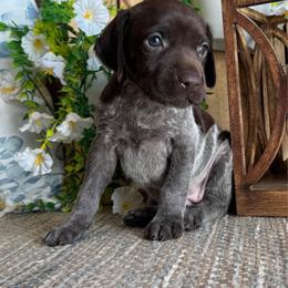 Olive - Liver roan female German Shorthaired Pointer puppy in Ulen, Minnesota from North Wind Gundogs