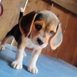 Brook - Black white and tan female Beagle puppy in Colville, Washington from Rosehaven Homestead