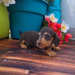 Quincy - Chocolate and tan male Dachshund puppy in Florence, Arizona from Doxie Town Az