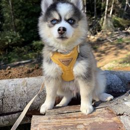 Ryder - Gray and white male Pomsky puppy in Coos Bay, Oregon from Ocean View Pomskies