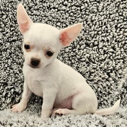 AKC Jordan - White male Chihuahua puppy in Newport, Maine from Pinewood Acres Chihuahuas