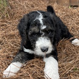 Teeny - Tri-color Bernedoodle puppy in Brighton, Tennessee from Beaver Creek Bernedoodles
