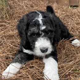 Teeny - Tri-color Bernedoodle puppy in Brighton, Tennessee from Beaver Creek Bernedoodles