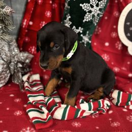 Huxley - Black and rust male Doberman Pinscher puppy in Aredale, Iowa from Royal Dynasty Dobermann Kennel