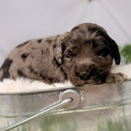 Platinum - Blue male Australian Labradoodle puppy in Brush Prairie, Washington from Fancy Pants Labradoodles