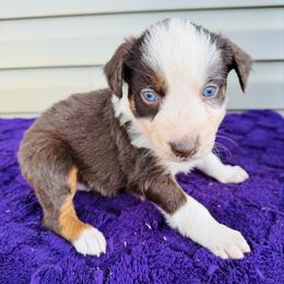 Hunter - Red tri-color male Australian Shepherd puppy in Charlotte, North Carolina from Awesome Aussies