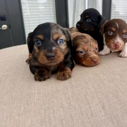 Mini - Dapple female Dachshund puppy in North Fort Myers, Florida from Trust Fund Devil Kennel
