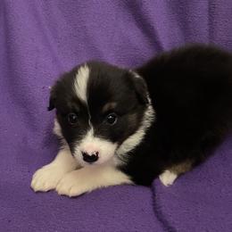Taylor - Black tri-color female Australian Shepherd puppy in Hammond, Louisiana from Gold Ring Australian Shepherds