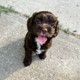 Wanda 13-20lbs - Chocolate female Australian Labradoodle puppy in Wamego, Kansas from Doodles of Oz
