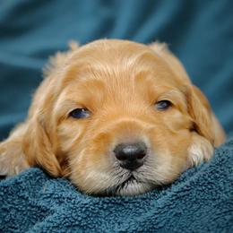 Primrose - Red female Australian Labradoodle puppy in Stanwood, Washington from Victoria Creek Australian Labradoodles