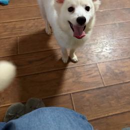 Boy 1 - White male American Eskimo Dog puppy in Port Clinton, Pennsylvania from Angelfrost American Eskimo puppies
