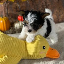 Kane 2650 - Black tan and white male Biewer Terrier puppy in Douglas, Georgia from Heartland small breeds