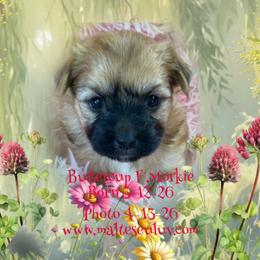 Buttercup F Morkie - Black & tan tri-color female Morkie puppy in Silverhill, Alabama from Malteseuluv’s Tiny Treasurers