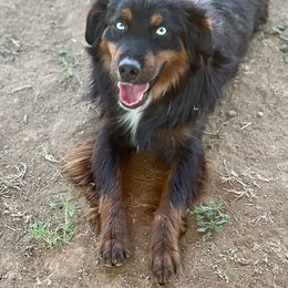 Montana - Toy Australian Shepherd