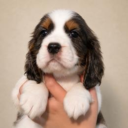 Keebler - Liver and white male English Springer Spaniel puppy in Fort White, Florida from Thunderbird Springers