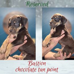 Bastion - Chocolate male Great Dane puppy in Roseau, Minnesota from UNDAD'S KENNELS