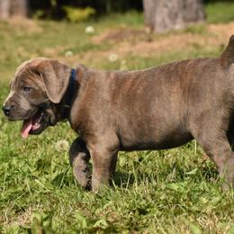 Cane Corso Puppies from Willow Creek Cane Corsos