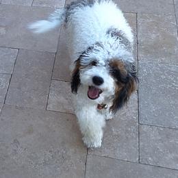 Callie - Bernedoodle