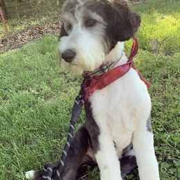 Jenny - Sheepadoodle