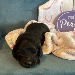 Obsiden - Black male Dachshund puppy in Hudson, Michigan from Mittentail Kennel Miniature Dachshunds & Australian Shepherds
