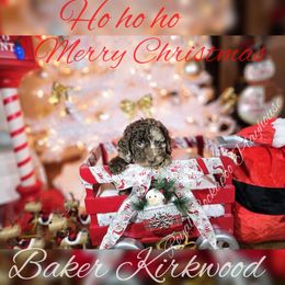 Cockapoo Puppies from Royal Cockapoo Playhouse