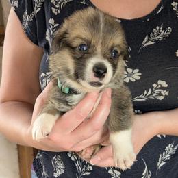Boy 1 - Sable male Pembroke Welsh Corgi puppy in Edinburgh, Indiana from J Bar M Corgis