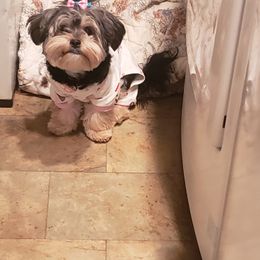Lola - Morkie