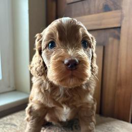 Cozy - Red and white female Cockapoo puppy in Carlotta, California from Lost Coast Bernese Mountain Dogs