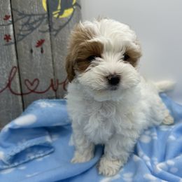 Cockapoo, Cocker Spaniel, Goldendoodle, and Maltipoo Puppies from Loris Pampered Pooches💕