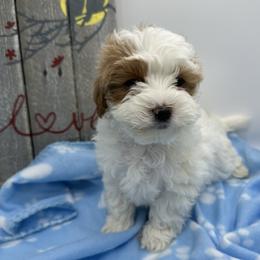 Cockapoo, Cocker Spaniel, Goldendoodle, and Maltipoo Puppies from Loris Pampered Pooches💕
