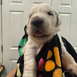 Daffy - Light golden male Golden Retriever puppy in Blaine, Washington from Freedom Retrievers