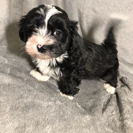 Havanese Puppies from Heart Of My Heart Havanese