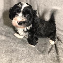 Havanese Puppies from Heart Of My Heart Havanese