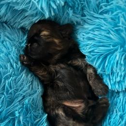 Chai - Brindle male Shih Tzu puppy in Bluffton, South Carolina from Cuddly Coastal Cuties