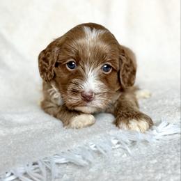 Black - Red male Australian Labradoodle puppy in Auburn, Washington from West Valley Labradoodles