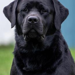 Labrador Retriever puppies from Hopeville Labradors