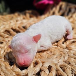 Boy - White male Poodle puppy in Salem, Missouri from Meadowbrook Poodles